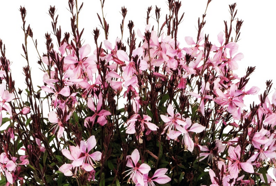 Svíčkovec 'Monarch Pink' - Gaura lindheimeri 'Monarch Pink'