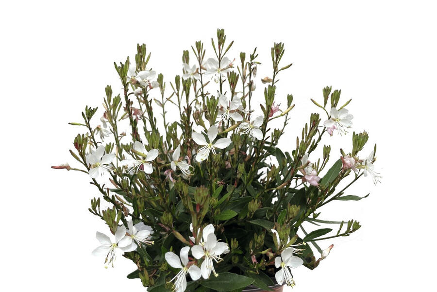 Svíčkovec 'Monarch White' - Gaura lindheimeri 'Monarch White'