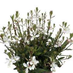 Svíčkovec 'Monarch White' - Gaura lindheimeri 'Monarch White'