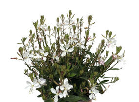 Svíčkovec 'Monarch White' - Gaura lindheimeri 'Monarch White'