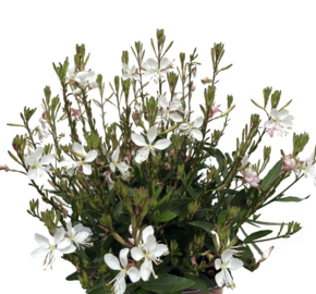 Svíčkovec 'Monarch White' - Gaura lindheimeri 'Monarch White'