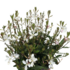 Gaura lindheimeri 'Monarch White'.png