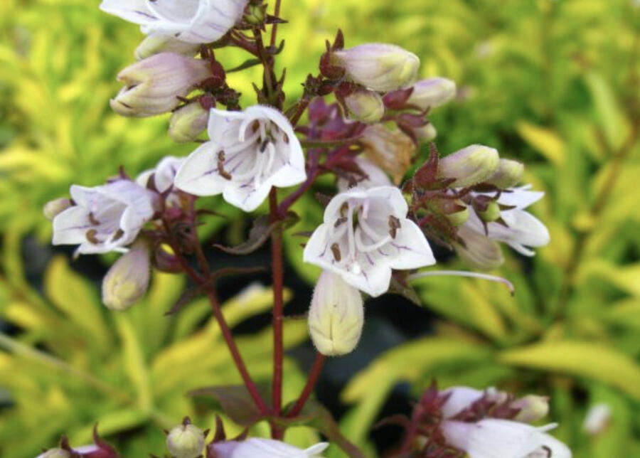 Dračík náprstníkovitý 'Goldfinger' - Penstemon digitalis 'Goldfinger'