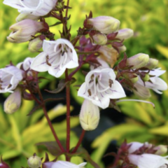 Dračík náprstníkovitý 'Goldfinger' - Penstemon digitalis 'Goldfinger'