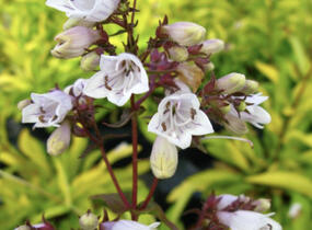 Dračík náprstníkovitý 'Goldfinger' - Penstemon digitalis 'Goldfinger'