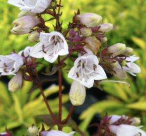 Dračík náprstníkovitý 'Goldfinger' - Penstemon digitalis 'Goldfinger'