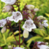 Penstemon digitalis 'Goldfinger'.png