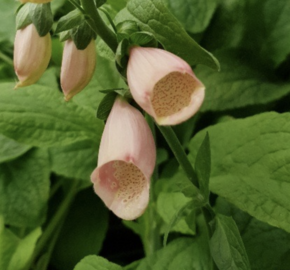 Náprstník červený 'Pollux Peach' - Digitalis purpurea 'Pollux Peach'