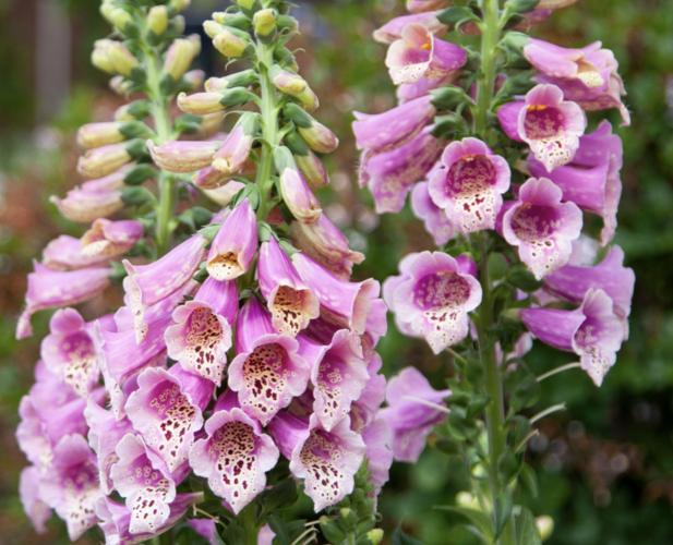 Náprstník červený 'Pollux Pink' - Digitalis purpurea 'Pollux Pink'