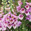 Náprstník červený 'Pollux Pink' - Digitalis purpurea 'Pollux Pink'