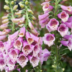 Náprstník červený 'Pollux Pink' - Digitalis purpurea 'Pollux Pink'