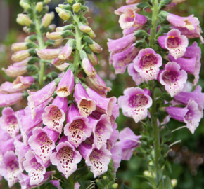 Náprstník červený 'Pollux Pink' - Digitalis purpurea 'Pollux Pink'