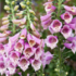 Digitalis purpurea 'Pollux Pink'.png