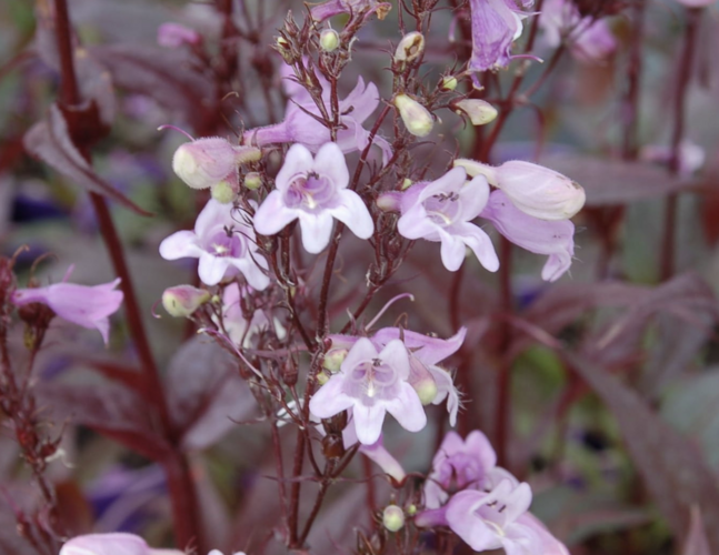 Dračík 'Pocahontas' - Penstemon digitalis 'Pocahontas'