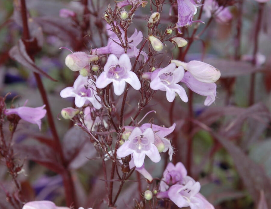 Dračík 'Pocahontas' - Penstemon digitalis 'Pocahontas'