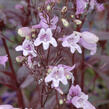 Dračík 'Pocahontas' - Penstemon digitalis 'Pocahontas'