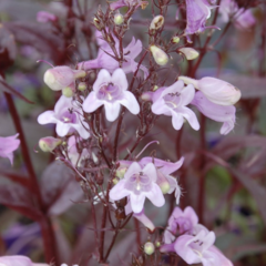 Dračík 'Pocahontas' - Penstemon digitalis 'Pocahontas'