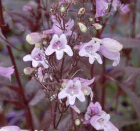 Dračík 'Pocahontas' - Penstemon digitalis 'Pocahontas'