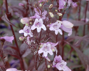 Dračík 'Pocahontas'