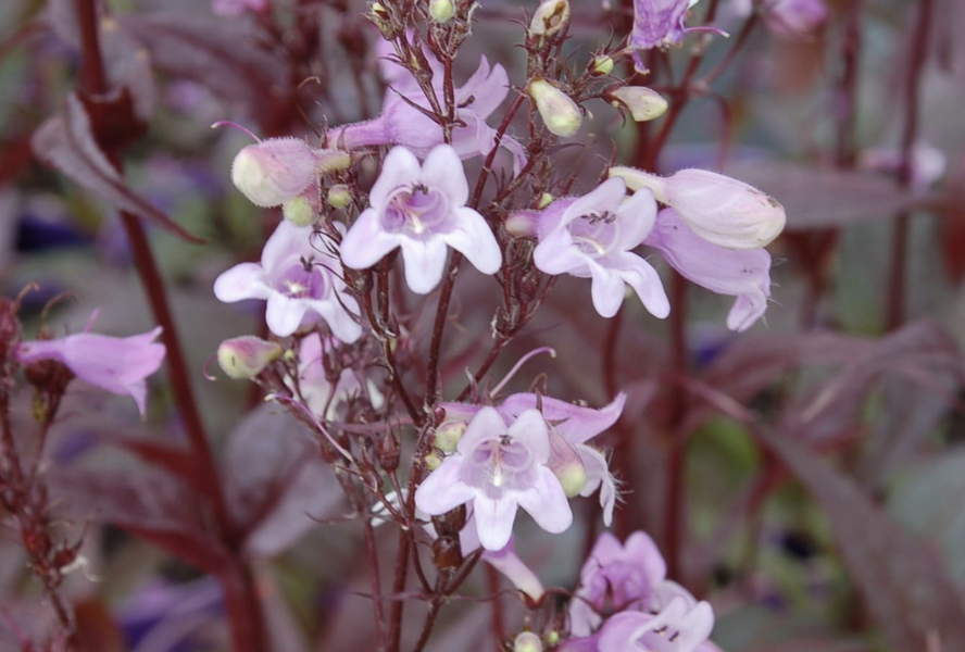 Dračík 'Pocahontas' - Penstemon digitalis 'Pocahontas'