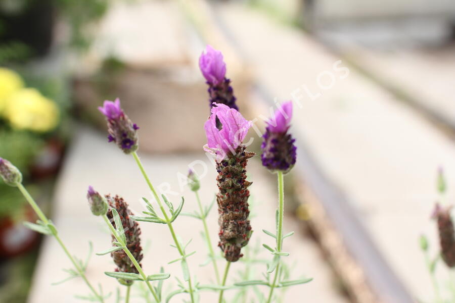 Levandule korunkatá 'Lamorosia Maxi Purple' - Lavandula stoechas 'Lamorosia Maxi Purple'