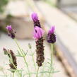 Levandule korunkatá 'Lamorosia Maxi Purple' - Lavandula stoechas 'Lamorosia Maxi Purple'