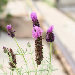Levandule korunkatá 'Lamorosia Maxi Purple' - Lavandula stoechas 'Lamorosia Maxi Purple'