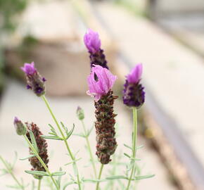 Levandule korunkatá 'Lamorosia Maxi Purple' - Lavandula stoechas 'Lamorosia Maxi Purple'