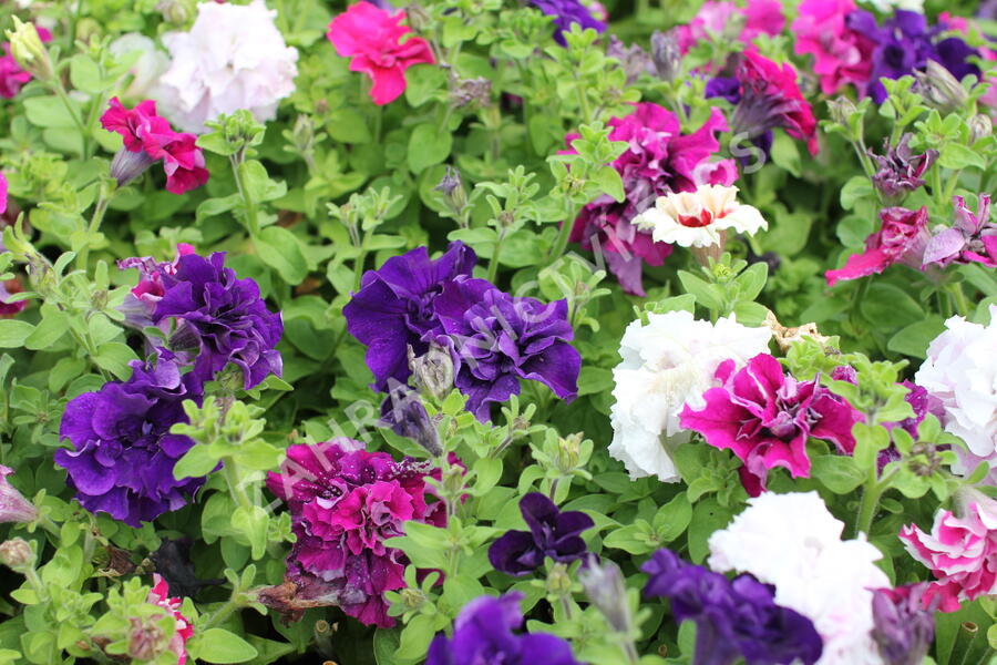 Petúnie velkokvětá 'Duplika Mix' - Petunia grandiflora 'Duplika Mix