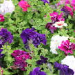 Petúnie velkokvětá 'Duplika Mix' - Petunia grandiflora 'Duplika Mix