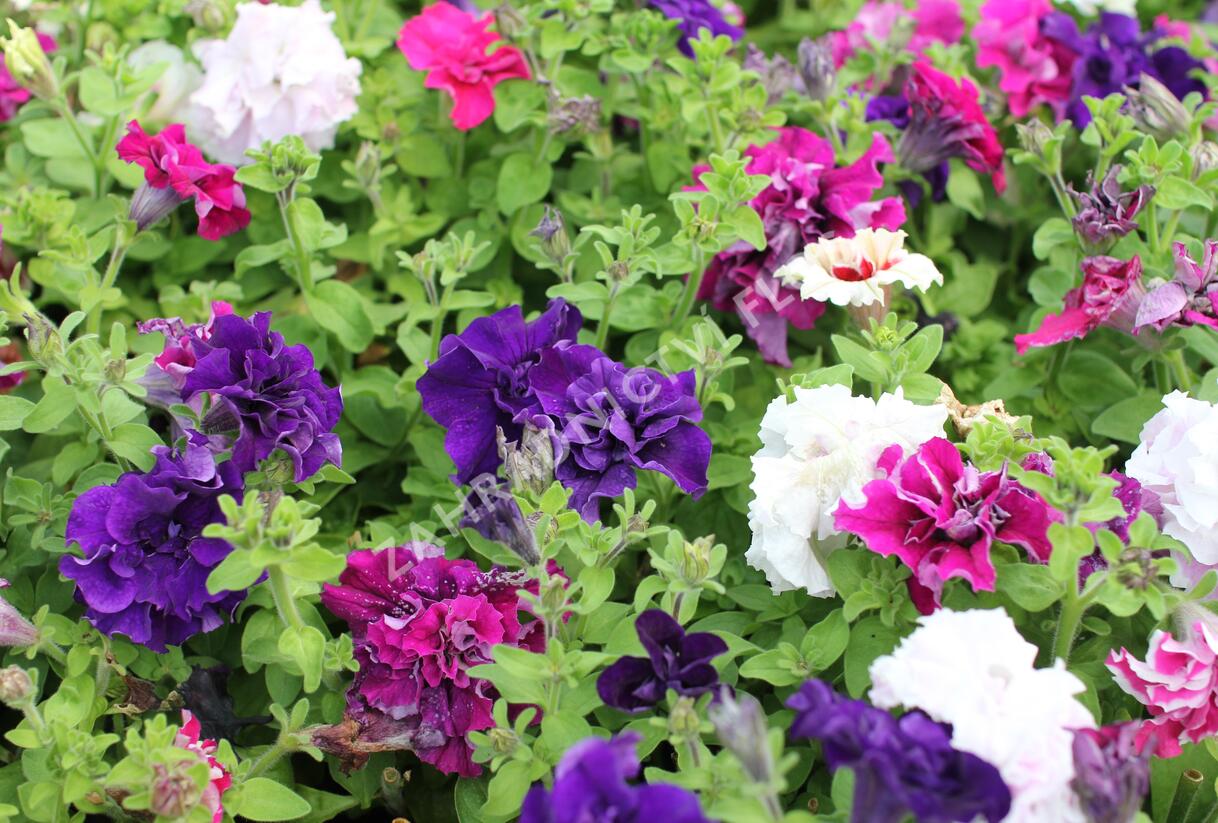 Petúnie velkokvětá 'Duplika Mix' - Petunia grandiflora 'Duplika Mix