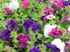 Petúnie velkokvětá 'Duplika Mix' - Petunia grandiflora 'Duplika Mix