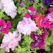 Petúnie velkokvětá 'Duplika Mix' - Petunia grandiflora 'Duplika Mix
