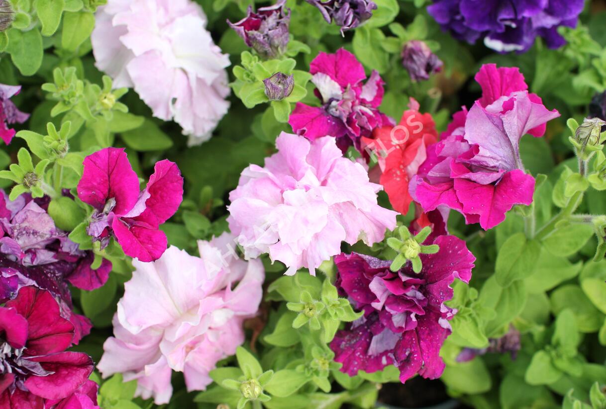 Petúnie velkokvětá 'Duplika Mix' - Petunia grandiflora 'Duplika Mix