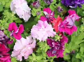 Petúnie velkokvětá 'Duplika Mix' - Petunia grandiflora 'Duplika Mix