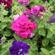 Petúnie velkokvětá 'Duplika Mix' - Petunia grandiflora 'Duplika Mix