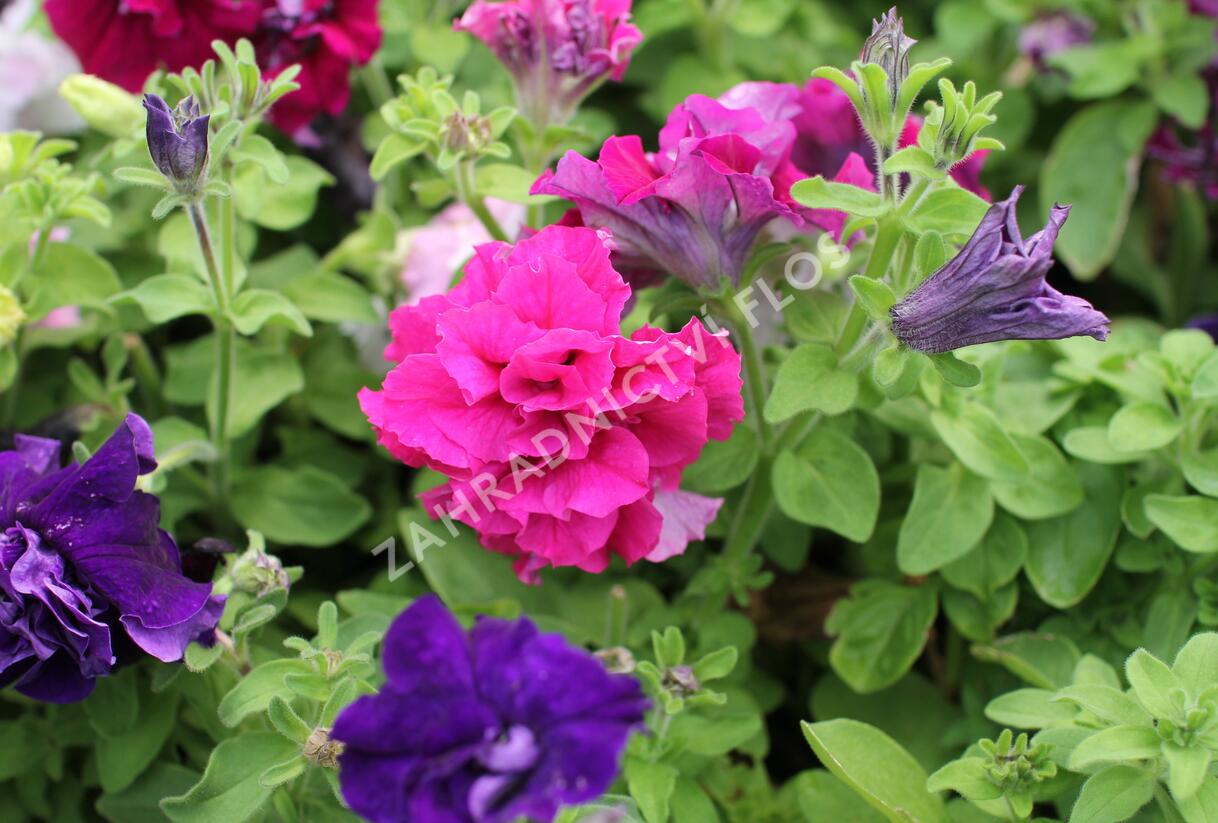 Petúnie velkokvětá 'Duplika Mix' - Petunia grandiflora 'Duplika Mix