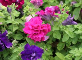 Petúnie velkokvětá 'Duplika Mix' - Petunia grandiflora 'Duplika Mix