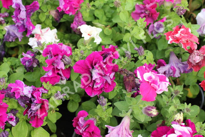 Petúnie velkokvětá 'Duplika Mix' - Petunia grandiflora 'Duplika Mix