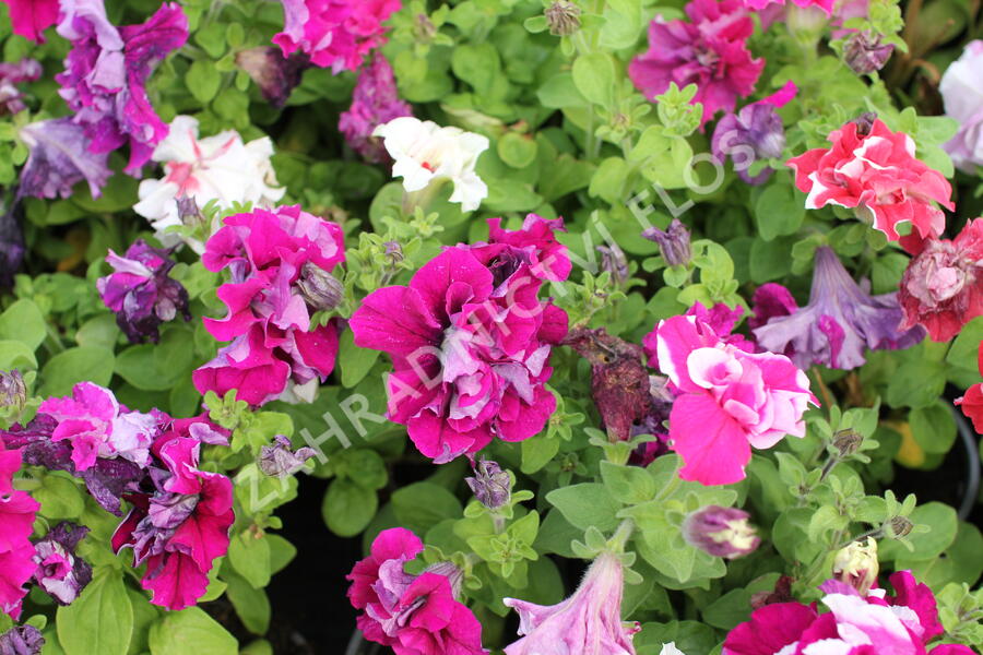 Petúnie velkokvětá 'Duplika Mix' - Petunia grandiflora 'Duplika Mix