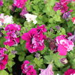 Petúnie velkokvětá 'Duplika Mix' - Petunia grandiflora 'Duplika Mix