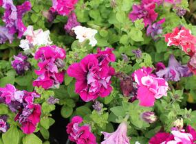 Petúnie velkokvětá 'Duplika Mix' - Petunia grandiflora 'Duplika Mix