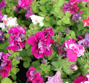 Petúnie velkokvětá 'Duplika Mix' - Petunia grandiflora 'Duplika Mix
