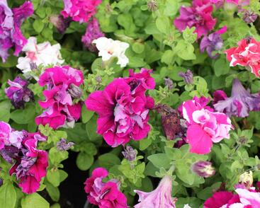Petúnie velkokvětá 'Duplika Mix'