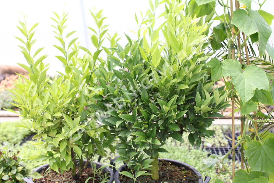 Kalamondin 'Kucle' - Citrus 'Kucle'