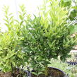 Kalamondin 'Kucle' - Citrus 'Kucle'