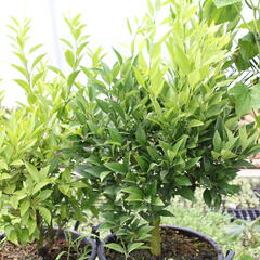 Kalamondin 'Kucle' - Citrus 'Kucle'