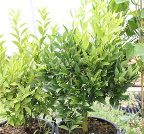 Kalamondin 'Kucle' - Citrus 'Kucle'