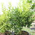 Citrus 'Kucle'_01.JPG