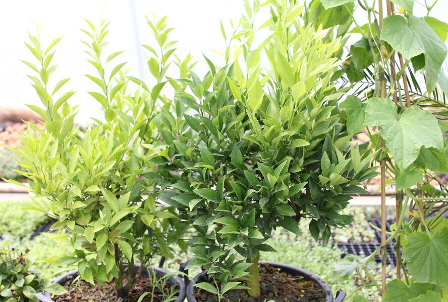 Kalamondin 'Kucle' - Citrus 'Kucle'